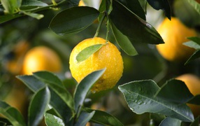 Wet tangerine on a branch in green leaves