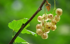 White currant on a branch with green leaves