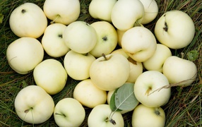 Яблоки белый налив лежат на траве