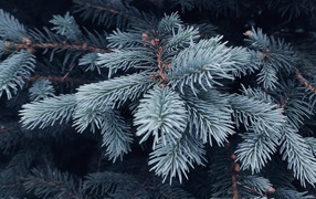 Ветка голубой ели крупным планом
