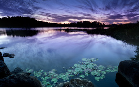 Зеленые листья водяной лилии в пруду на фоне неба в сумерках