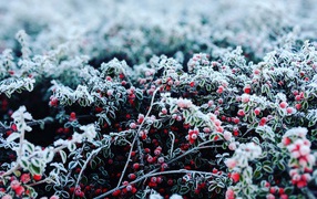 Красные ягоды покрытые инеем 