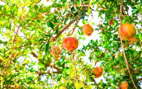 Красные гранаты на ветках дерева