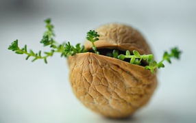 Ростки пробиваются сквозь скорлупу ореха на сером фоне