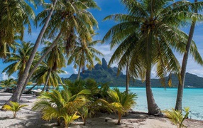 Зеленые тропические пальмы над морем на пляже