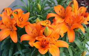 Красивые оранжевые лилии с бутонами на клумбе