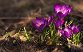 Красивые фиолетовые крокусы на земле