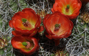 Красивые красные цветы колючего кактуса крупным планом