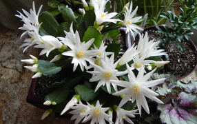 Цветущий белыми цветами комнатный цветок декабрист