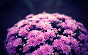 Букет нежных розовых хризантем крупным планом