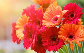Букет разноцветной герберы крупным планом