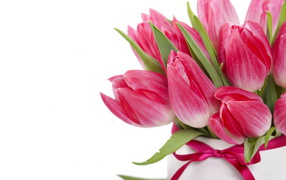 Букет розовых тюльпанов с лентой на белом фоне