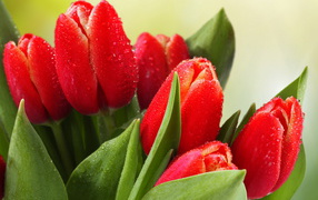 Букет красных тюльпанов в каплях росы 