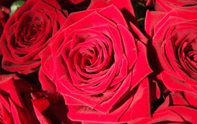 Яркие алые бутоны роз крупным планом