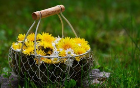 Букет одуванчиков с железной корзине на зеленой траве