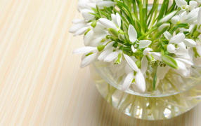 Нежные весенние первоцветы подснежники в стеклянной вазе