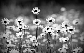 Нежные белые ромашки черно белое фото 