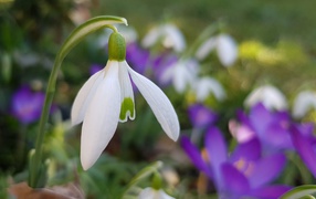 Нежный белый подснежник крупным планом 