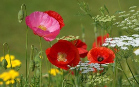 Полевые маки и кашка в поле