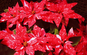 Комнатное растение молочай с красными листьями