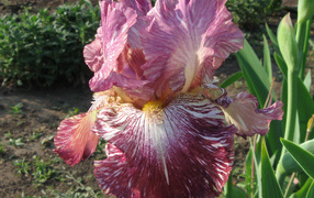 Сиреневый цветок ириса крупным планом