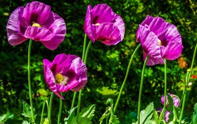 Сиреневые маки на поле в лучах солнца летом