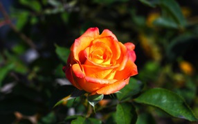 Оранжевая роза с зелеными листьями крупным планом