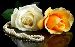 Розовая и желтая роза на черном фоне с бусами из жемчуга 