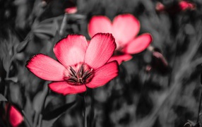 Розовые цветы на черном фоне крупным планом