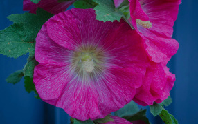 Розовые цветы мальвы с зелеными листьями крупным планом