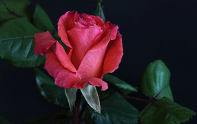 Розовая роза с крупными зелеными листьями на сером фоне