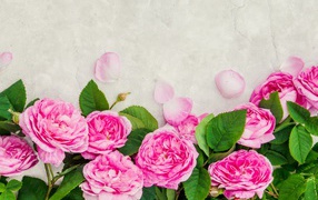 Розовые розы с лепестками на сером фоне