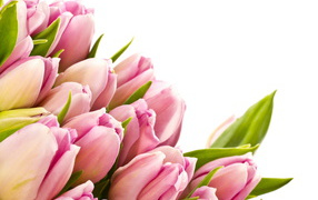 Розовые тюльпаны с зелеными листьями на белом фоне 