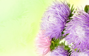 Фиолетовые астры на зеленом фоне