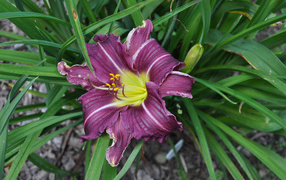 Фиолетовая лилия в зеленых листьях 