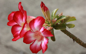 Красные с белым цветы кампсис с бутонами на ветке