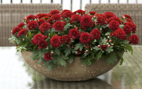 Красные красивые цветы хризантемы на клумбе