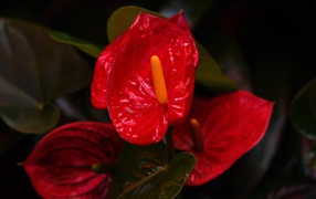 Красные комнатные цветы антуриум крупным планом