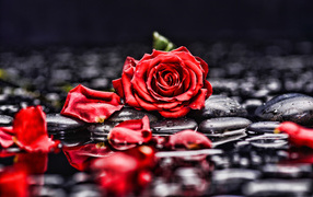 Красная роза с лепестками лежит на мокрых черных камнях