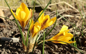 Солнечные желтые крокусы на земле весной