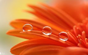 Три капли воды на лепестках оранжевой герберы