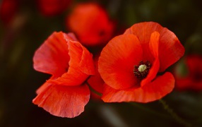 Два алых мака крупным планом