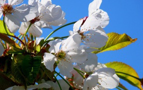 Белые цветы вишни с зелеными листьями на фоне голубого неба весной