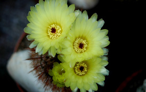 Желтые нежные цветы кактуса 