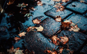 Желтые листья лежат на мокром тротуаре