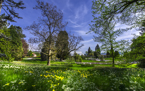Первые весенние цветы в зеленой траве под голубым небом 
