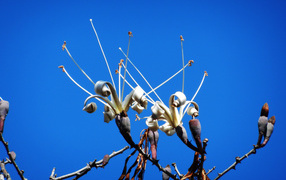 Flowers bloom on trees under a blue sky in spring