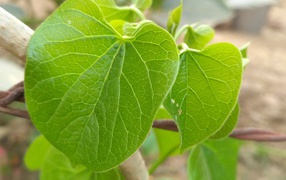 Сочные зеленые листья крупным планом 