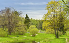 Trees with green leaves under the cloudy sky in spring