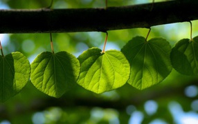 Молодые зеленые листья на дереве весной